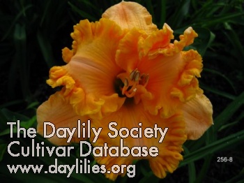 Daylily Kindling the Flame